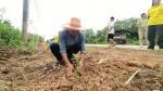 โครงการปลูกต้นแค เนื่องในวันเฉลิมพระชนมพรรษา พระบาทสมเด็จพระ